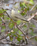 Orange crowned Warbler 2107